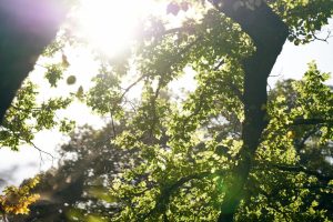 What to learn: what is understood, what is missing
