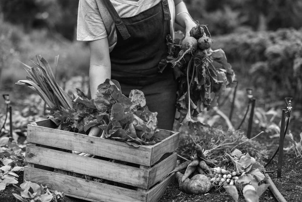 How Farming Families Resolve Succession Disputes: A Practical Guide